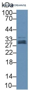MyBioSource MBS2028695 image 2