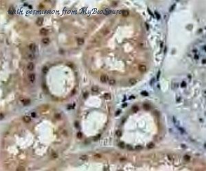 MyBioSource MBS2028695 image 3