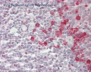 MyBioSource MBS2400063 image 1