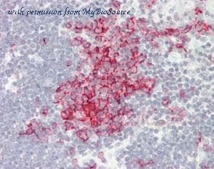MyBioSource MBS2400340 image 1