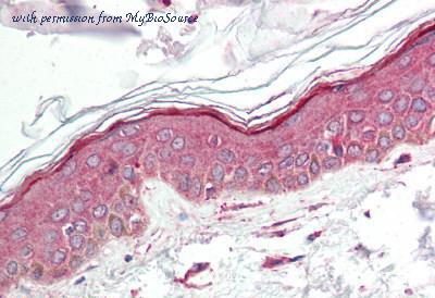 MyBioSource MBS240347 image 1