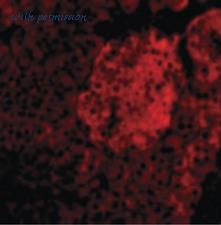 MyBioSource MBS240347 image 3