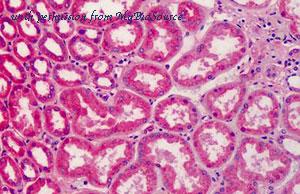 MyBioSource MBS242643 image 1