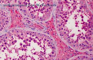 MyBioSource MBS242643 image 2