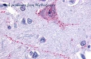 MyBioSource MBS243070 image 1