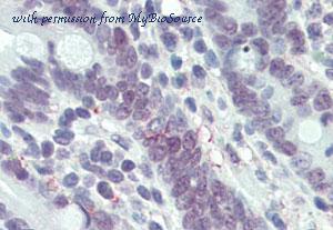 MyBioSource MBS245337 image 1