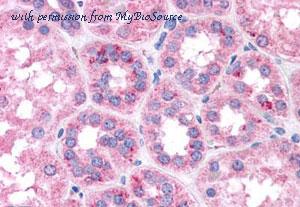 MyBioSource MBS246591 image 1