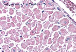 MyBioSource MBS246591 image 2