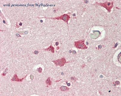 MyBioSource MBS249242 image 1