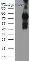 MyBioSource MBS249242 image 3