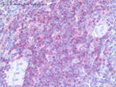 MyBioSource MBS249480 image 1