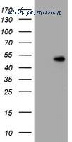 MyBioSource MBS249480 image 2