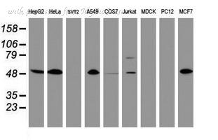 MyBioSource MBS249480 image 3
