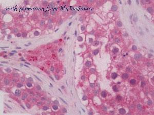 MyBioSource MBS249901 image 1