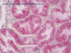 MyBioSource MBS249901 image 2