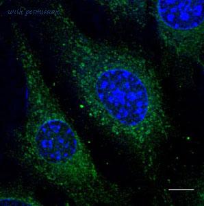 MyBioSource MBS249901 image 3