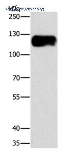 MyBioSource MBS2516852 image 1