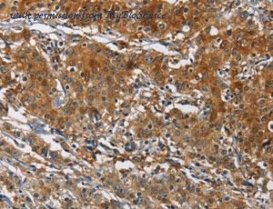 MyBioSource MBS2516852 image 2