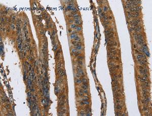 MyBioSource MBS2516852 image 3