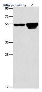 MyBioSource MBS2522253 image 1