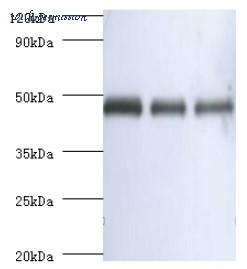 MyBioSource MBS5309034 image 1
