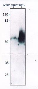 MyBioSource MBS541680 image 1