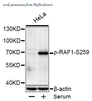 MyBioSource MBS9128987 image 1