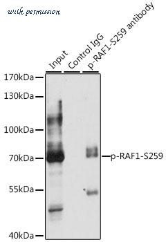 MyBioSource MBS9128987 image 2