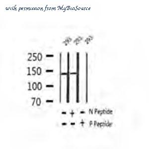 MyBioSource MBS000751 image 1