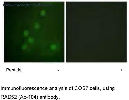 MyBioSource MBS001394 image 3