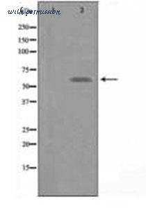 MyBioSource MBS004052 image 1