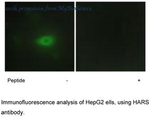 MyBioSource MBS004692 image 2