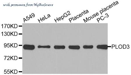 MyBioSource MBS126263 image 1
