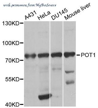 MyBioSource MBS126278 image 1