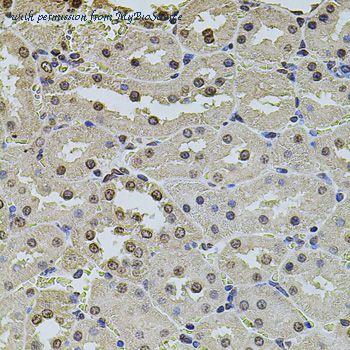 MyBioSource MBS126278 image 2
