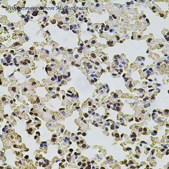MyBioSource MBS126278 image 3