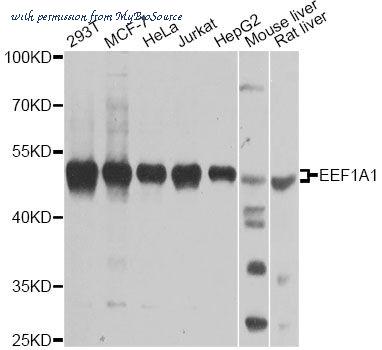 MyBioSource MBS126370 image 1