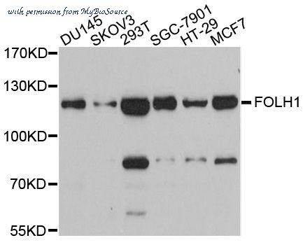 MyBioSource MBS126985 image 1