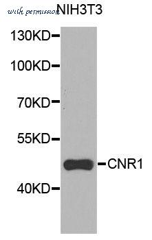 MyBioSource MBS127520 image 1