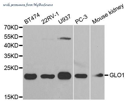 MyBioSource MBS127611 image 1