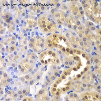 MyBioSource MBS127611 image 2