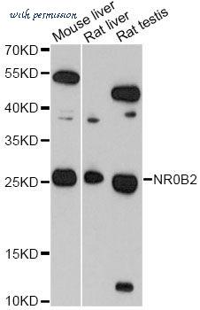 MyBioSource MBS127945 image 1