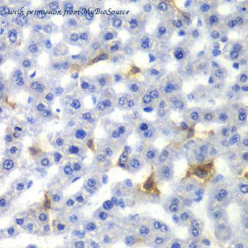 MyBioSource MBS127945 image 2