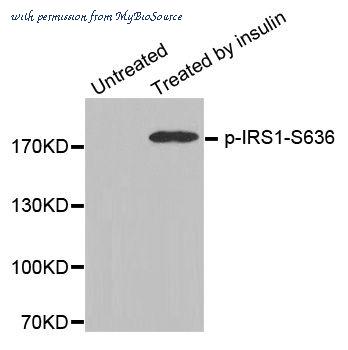 MyBioSource MBS128253 image 1