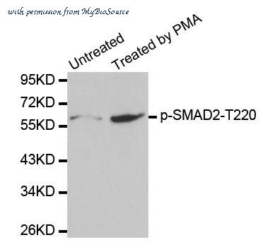 MyBioSource MBS128313 image 1