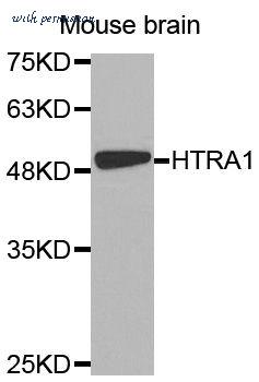 MyBioSource MBS129130 image 1