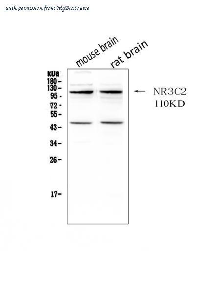 MyBioSource MBS177661 image 2