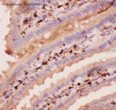 MyBioSource MBS177699 image 3