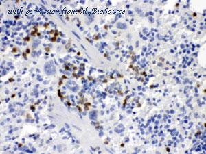 MyBioSource MBS177804 image 1