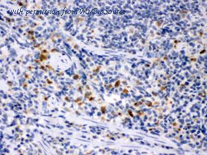 MyBioSource MBS177804 image 2